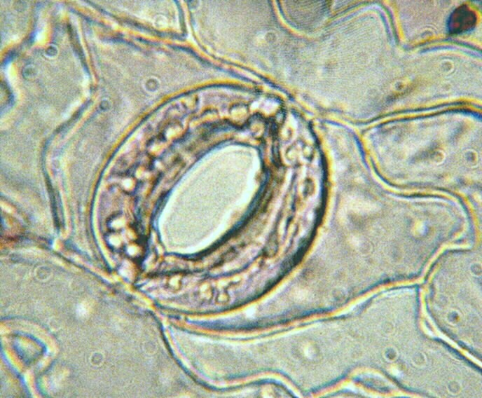 気孔とそのはたらき 生物王への道