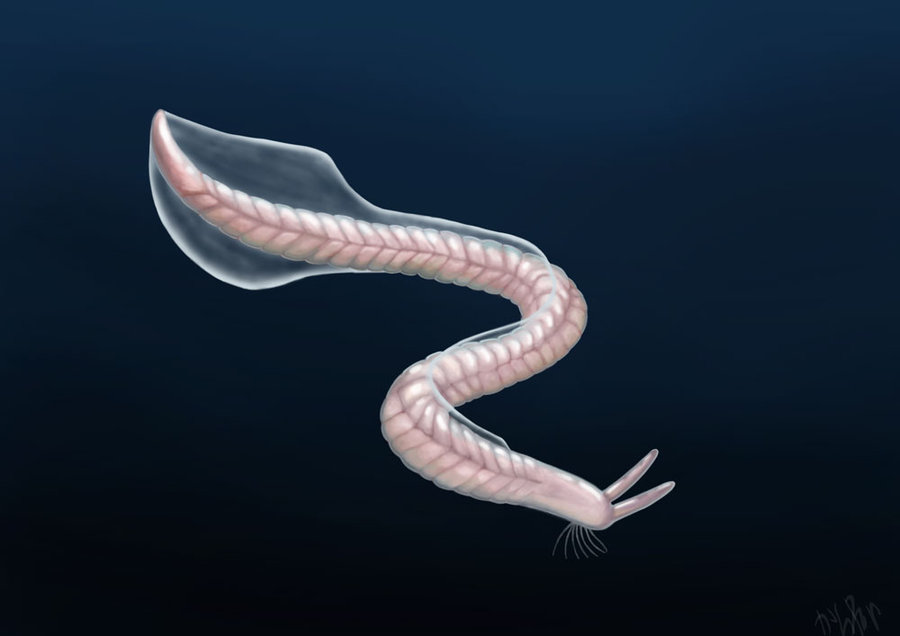 海生無セキツイ動物の出現と繁栄 生物王への道